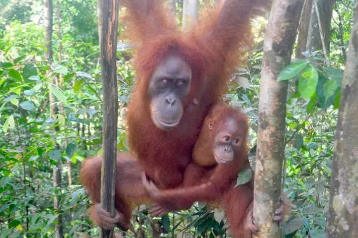 Brown Bamboo Guest House & Trekking Bukit Lawang Exterior foto