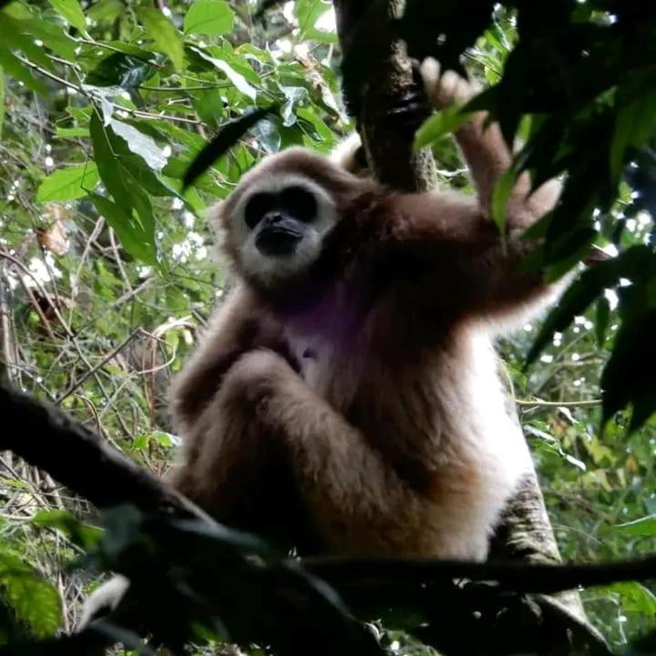 Brown Bamboo Guest House & Trekking Bukit Lawang Exterior foto