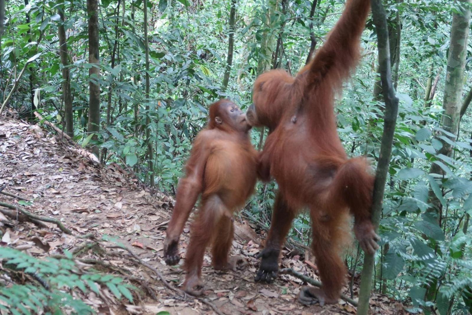 Brown Bamboo Guest House & Trekking Bukit Lawang Exterior foto