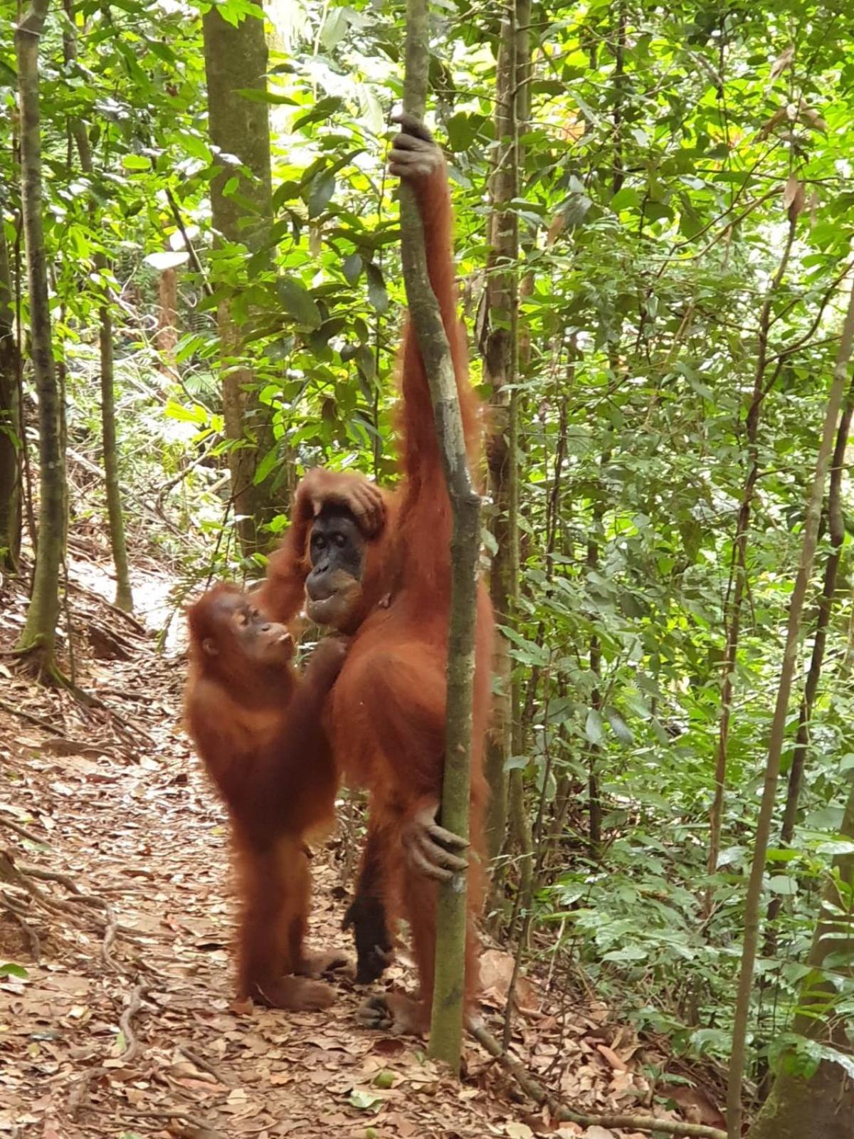 Brown Bamboo Guest House & Trekking Bukit Lawang Exterior foto