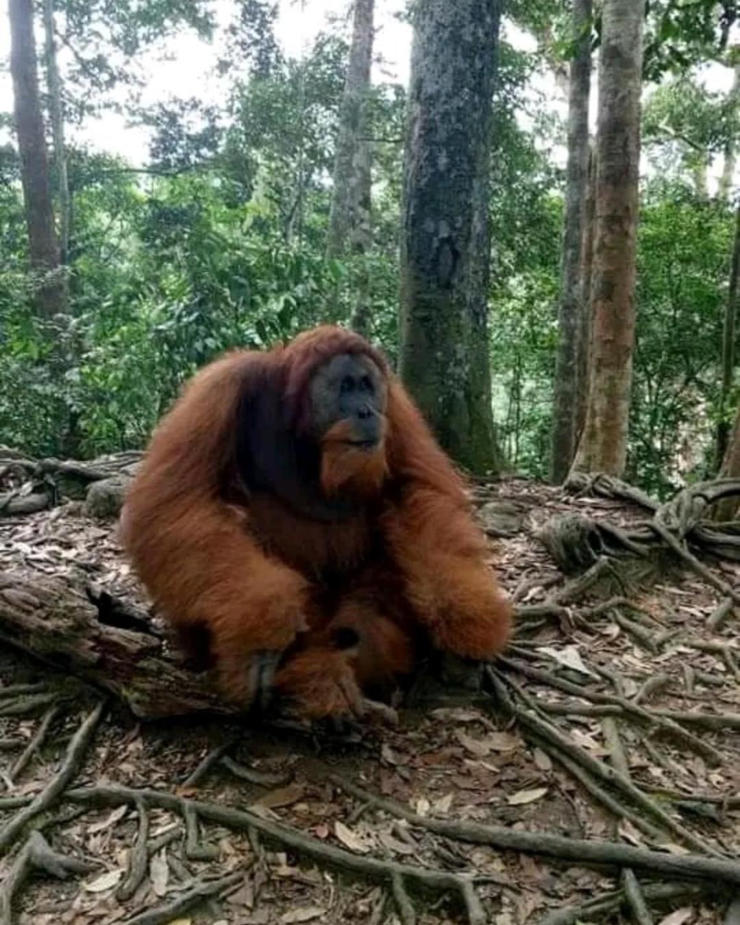 Brown Bamboo Guest House & Trekking Bukit Lawang Exterior foto