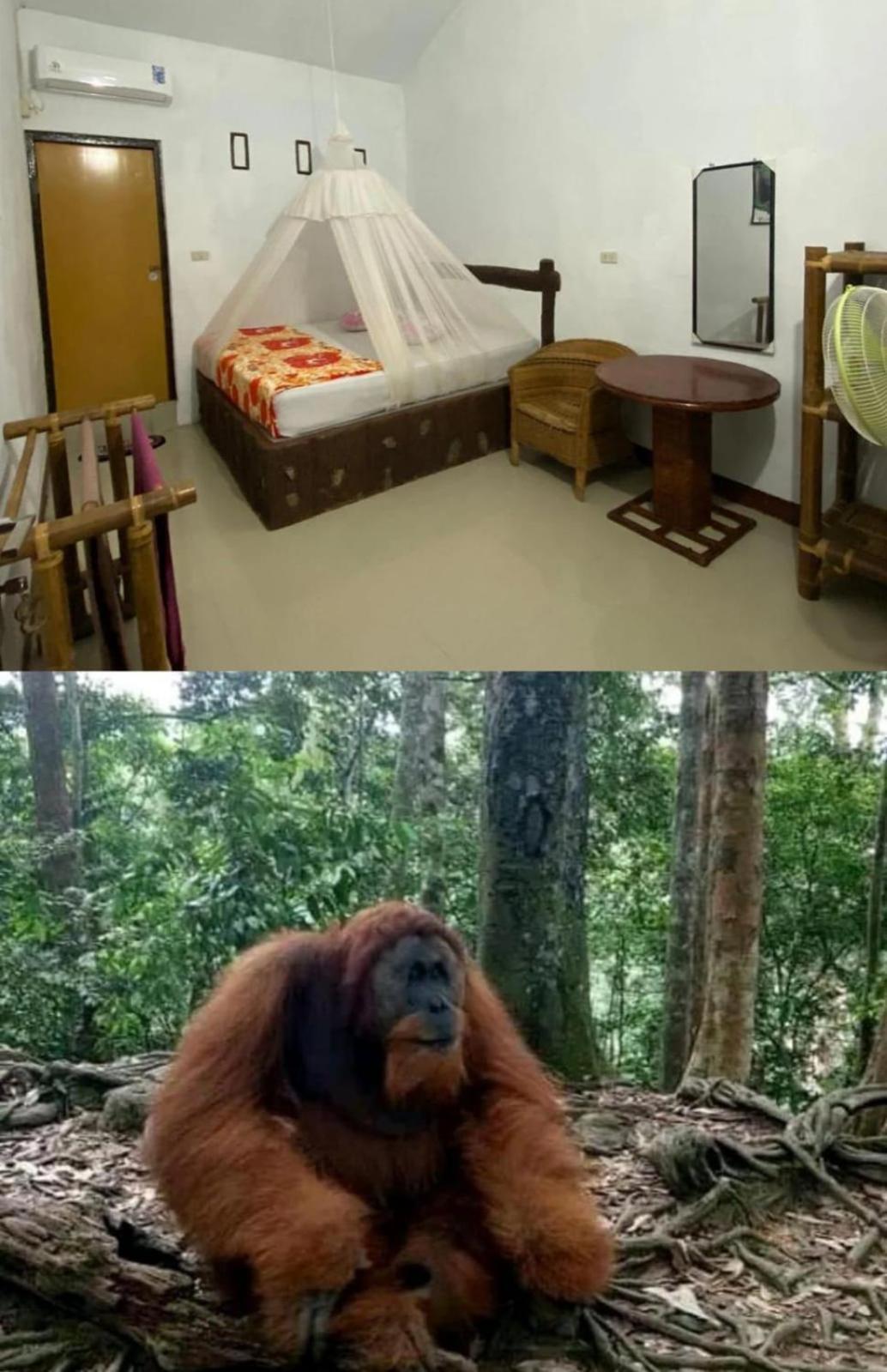 Brown Bamboo Guest House & Trekking Bukit Lawang Exterior foto