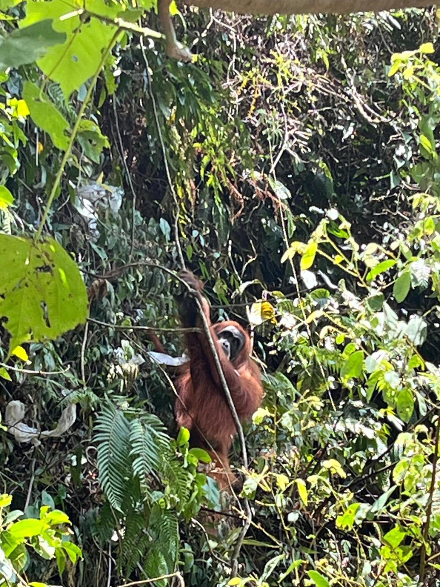 Brown Bamboo Guest House & Trekking Bukit Lawang Exterior foto